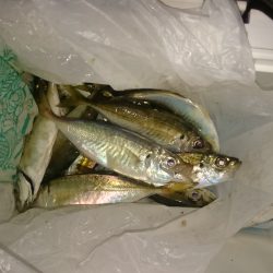 タチウオのばかやろー