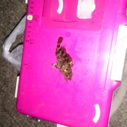 やっぱりアジはいません