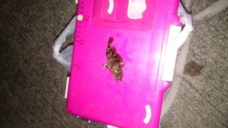 やっぱりアジはいません