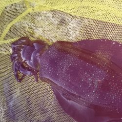 やっと、ｷﾀ━(ﾟ∀ﾟ)━!笑