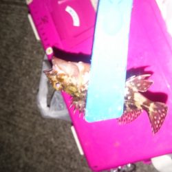 アジングも終盤戦ですね