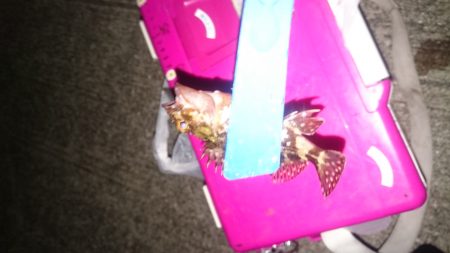 アジングも終盤戦ですね