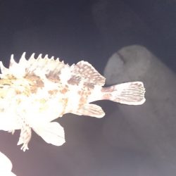 ガシラばっかりでした