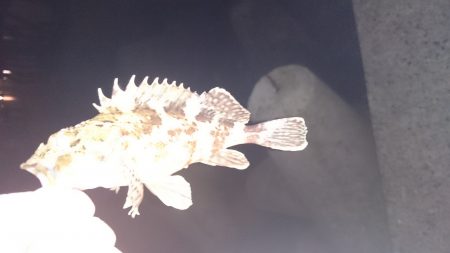 ガシラばっかりでした