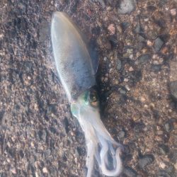 今期ラスト釣行！