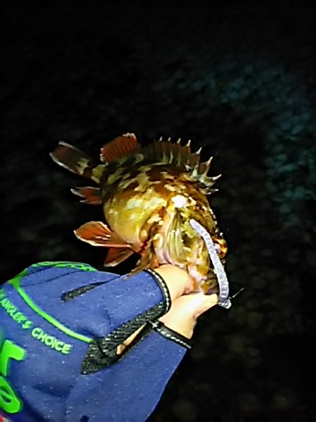 快適なメバリング！