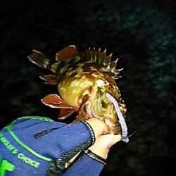 快適なメバリング！