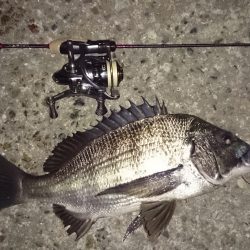 アジング釣行記