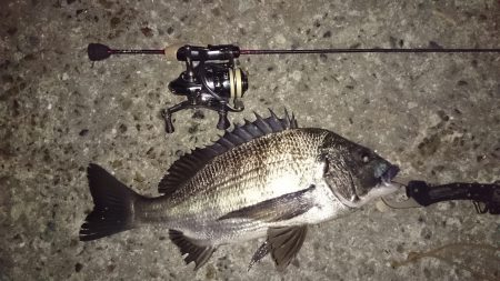 アジング釣行記