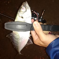 アジング釣行記