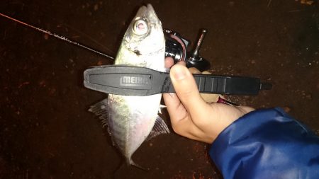 アジング釣行記