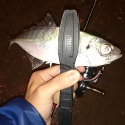 アジング釣行記