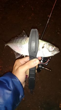 アジング釣行記
