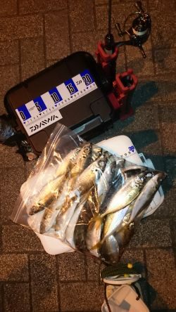 アジング釣行記