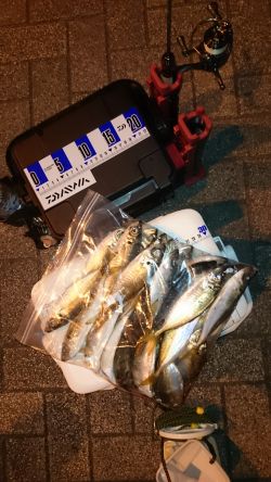 アジング釣行記