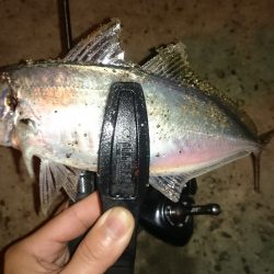 アジング釣行記