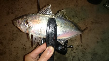 アジング釣行記
