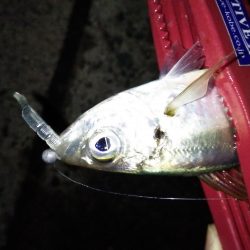 友人とアジング