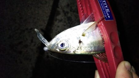 友人とアジング