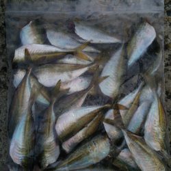 朝マヅメアジング