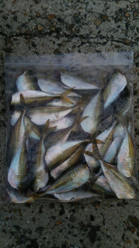 朝マヅメアジング