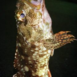 アジングは楽しい♪