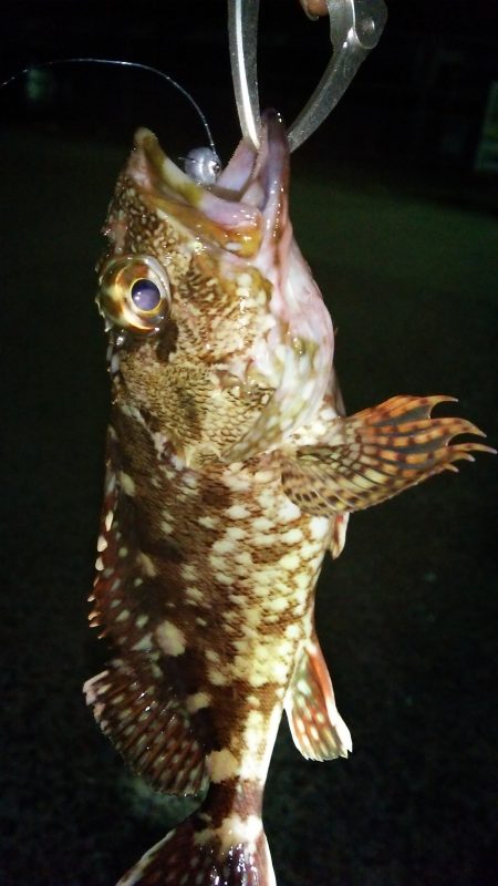 アジングは楽しい♪