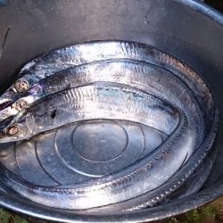 砂揚場にてアタリが少ないなか3本get