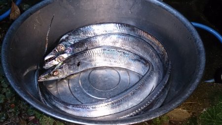 砂揚場にてアタリが少ないなか3本get