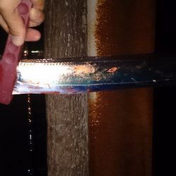 大津川尻高場で太刀魚1匹ゲット