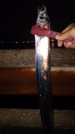 大津川尻高場で太刀魚1匹ゲット