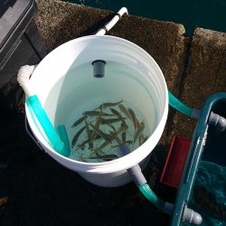 激渋　シーズン終了？？？