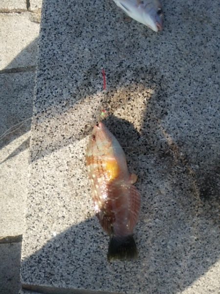 良い釣りになりました♪