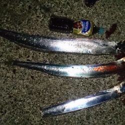 釣れるとデカい！が醍醐味