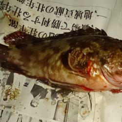 真冬でも五目釣り達成