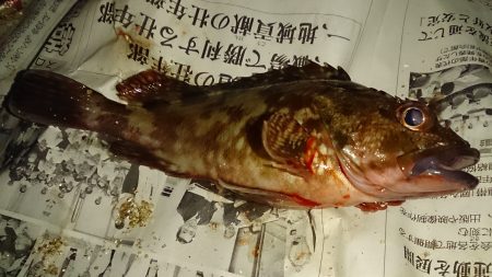 真冬でも五目釣り達成