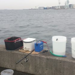 サビキ仕掛けで挑む！