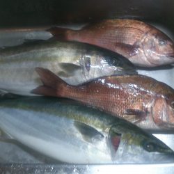 カタタの釣り堀でカンパチ、ゲット出きるか？