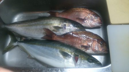 カタタの釣り堀でカンパチ、ゲット出きるか？