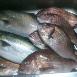 堅田に連日挑む！青物の食いは？