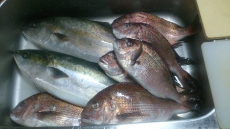 堅田に連日挑む！青物の食いは？