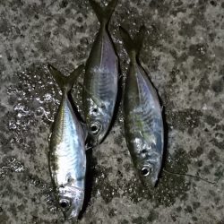 雨までアジング