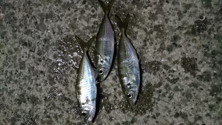 雨までアジング