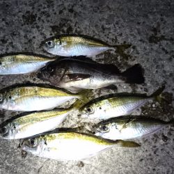 流星群見ながらの釣り