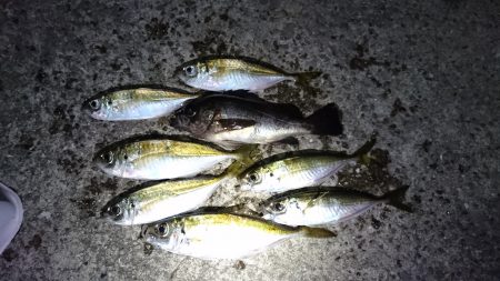 流星群見ながらの釣り