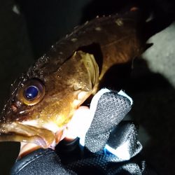 久々のガシリング