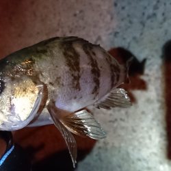 無風ガシリング