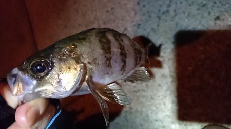 無風ガシリング