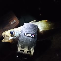 ちょっと釣りします。