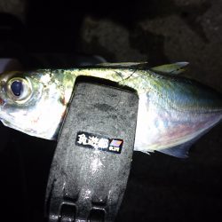 ポンイトが、、、